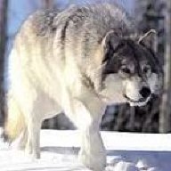 Wolf1337