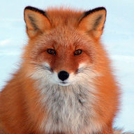 Fox25